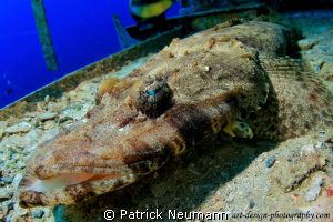 Epson Red Sea Portfolio by Patrick Neumann 